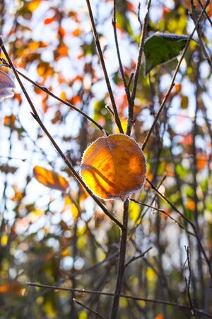 First frost in autumn park. Early morning in november. Wet branches and leaves in rimeの写真素材