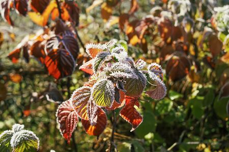 First frost in autumn park. Early morning in november. Wet branches and leaves in rime