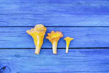 Cantharellus cibarius. Edible yellow mushrooms on wooden surface. Golden chanterelle or girolle.の写真素材