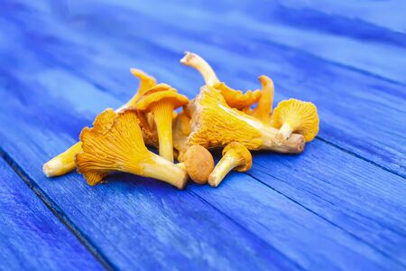 Cantharellus cibarius. Edible yellow mushrooms on wooden surface. Golden chanterelle or girolle.の写真素材