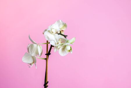White Phalaenopsis orchid blooming flowers on pink background.の写真素材