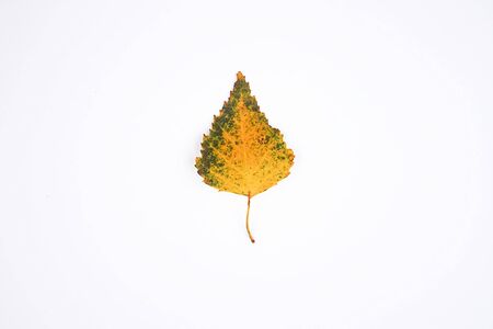 Closeup of colorful autumn leaf on white background.の写真素材