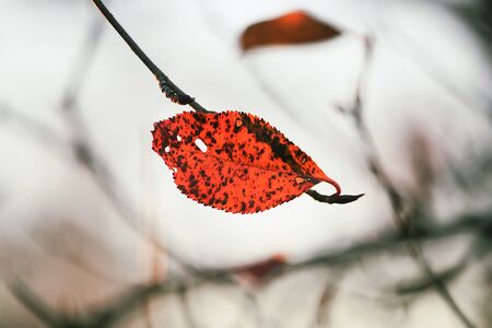 Colorful leaves outdoors in countryside. Autumn nature seasonal details