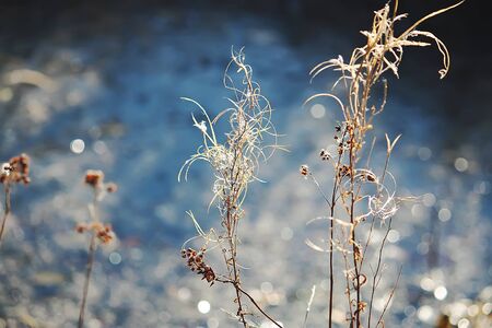 Dry plants in rime outdoors in countryside. Autumn nature seasonal detailsの写真素材