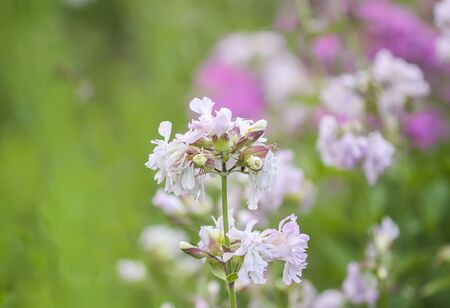 Saponaria officinalis white flowers in summer garden. Common soapwort, bouncing-bet, crow soap, wild sweet William plant.の写真素材