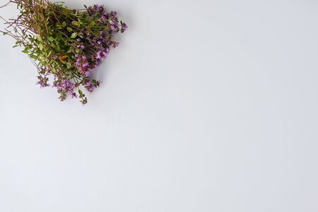 Thyme plant. Summer medical herbs bunch on white background.