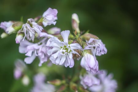 Saponaria officinalis white flowers in summer garden. Common soapwort, bouncing-bet, crow soap, wild sweet William plant.の写真素材