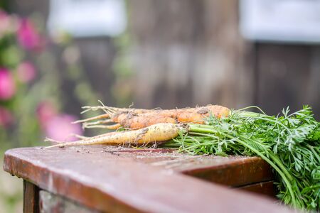 Unwashed vegetables. A bunch of fresh carrots outdoors.