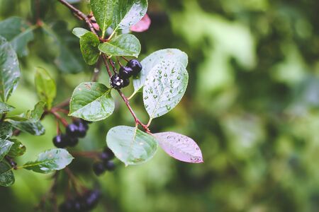 Black Chokeberry, Aronia melanocarpa plant in orchard with healthy black ripe berries