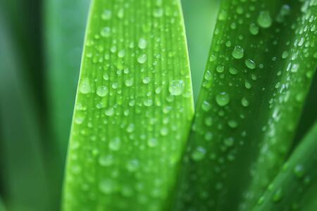 House lily plant green leaves in water dropsの写真素材