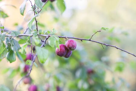 Plum tree branches with ripe sweet juicy fruits in sunset light in countryside