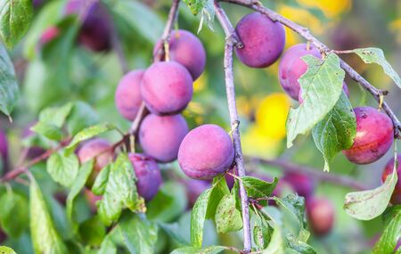 Plum tree branches with ripe sweet juicy fruits in sunset light in countrysideの写真素材