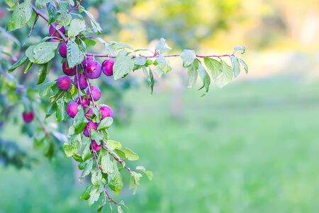Plum tree branches with ripe sweet juicy fruits in sunset light in countryside