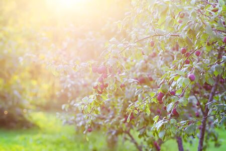 Plum tree branches with ripe sweet juicy fruits in sunset light in countryside