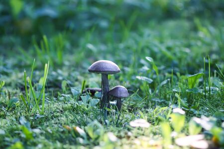 Brown edible mushroom in green grass in the forest. Leccinum scabrum or the rough-stemmed boleteの写真素材