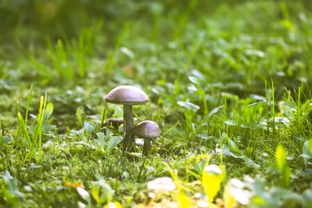 Brown edible mushroom in green grass in the forest. Leccinum scabrum or the rough-stemmed boleteの写真素材