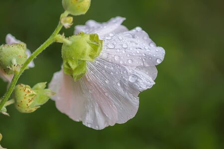 Blooming pink mallow flowers (Malva alcea, cut-leaved mallow, vervain mallow or hollyhock mallow) in summer gardenの写真素材