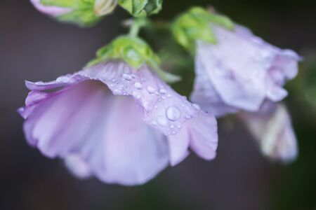 Blooming pink mallow flowers (Malva alcea, cut-leaved mallow, vervain mallow or hollyhock mallow) in summer gardenの写真素材