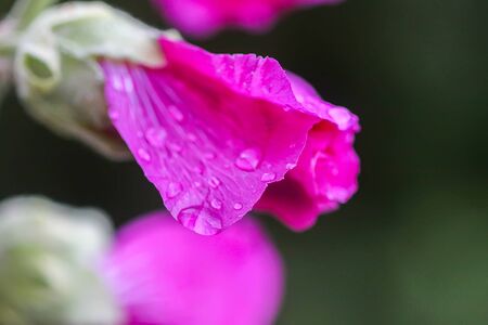 Blooming pink mallow flowers (Malva alcea, cut-leaved mallow, vervain mallow or hollyhock mallow) in...