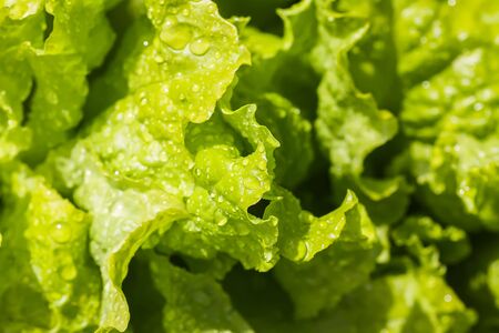 Fresh home grown organic green leaves of lettuce salad. Wet plant growing on kitchen-garden in countryside.の写真素材