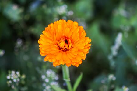 Calendula flower. Calendula officinalis medical plantの写真素材