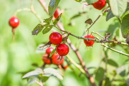 Dog-rose plant fresh ripe red berries on bush branchesの写真素材