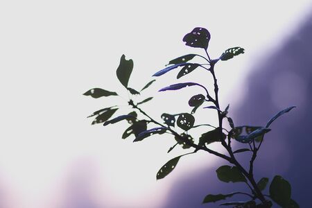 Plum tree in evening mist at summer