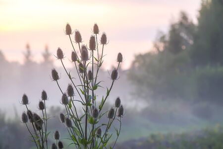 Wild teasel or dipsacus fullonum plant in evening mist on summer fieldの写真素材