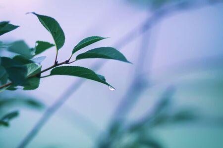 Ripe organic fresh plum fruits on tree branches in summer garden.の写真素材