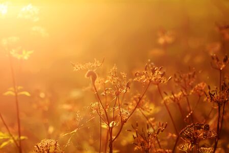 Wildflowers on meadow in warm golden sunset light at summer.の素材 [FY310139713314]