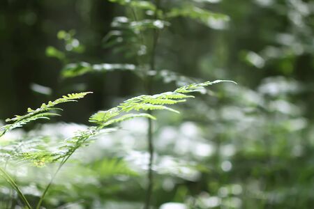 Fern plant green leaves in summer forest.