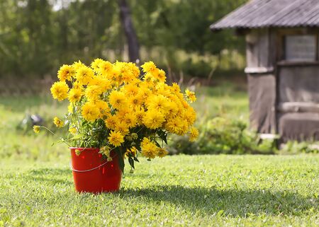 Bright yellow rudbeckia flowers in the red bucket on country yard. Rudbeckia laciniata or Goldball plantの写真素材