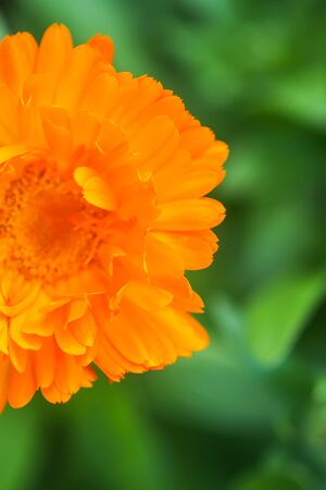 Calendula flower. Calendula officinalis medical plantの写真素材