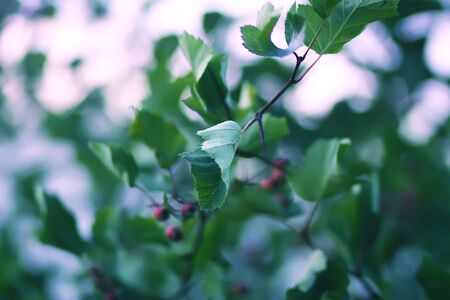 Ripe organic fresh plum fruits on tree branches in summer garden.の写真素材