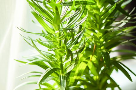 Blooming lily plant with green leaves in sunlightの写真素材