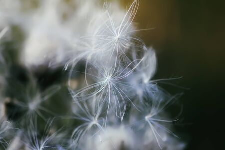 White fluffy agrimony plant in rural field.