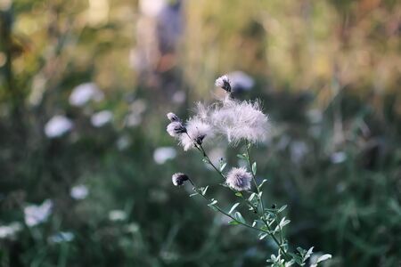 White fluffy agrimony plant in rural field.の写真素材