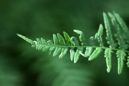 Fern plant green leaves in summer forest.の写真素材