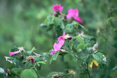 Dog rose blooming plant. Rosa canina pink flowers in summer gardenの写真素材