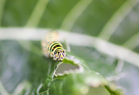 The caterpillar of the Papilio machaon butterfly crawling on green leaf in summer garden