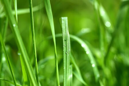 Green wet grass in water drops after rain. Fresh summer plants in sunlight