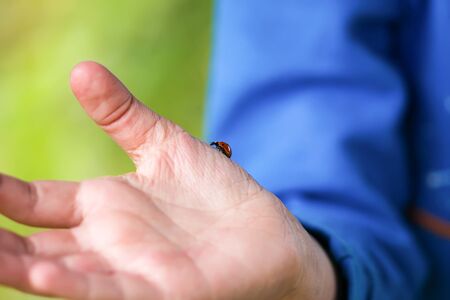 Red ladybug insect on the child's hand.の写真素材
