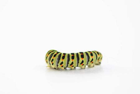 The caterpillar of the Papilio machaon butterfly close upの写真素材