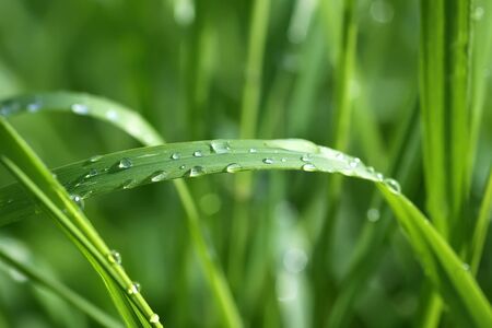 Green wet grass in water drops after rain. Fresh summer plants in sunlightの写真素材