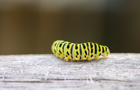 The caterpillar of the Papilio machaon butterfly close upの写真素材