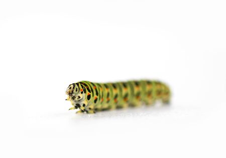 The caterpillar of the Papilio machaon butterfly close upの写真素材