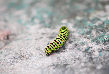 The caterpillar of the Papilio machaon butterfly sitting on rock rough surfaceの写真素材