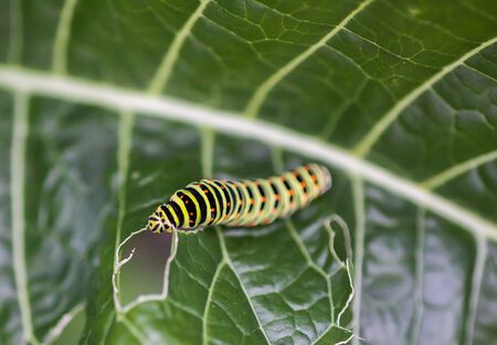 The caterpillar of the Papilio machaon butterfly crawling on green leaf in summer gardenの写真素材