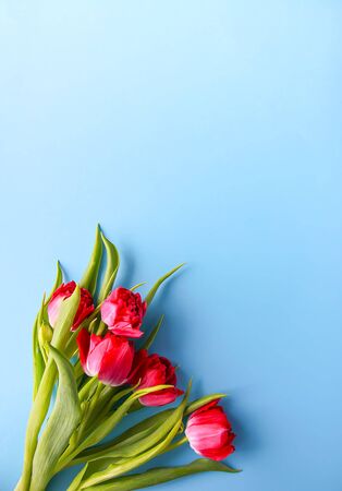 Spring beautiful tulip flowers on soft pastel background with copy space. Mother's day, greeting card festive decorative floral composition.の写真素材