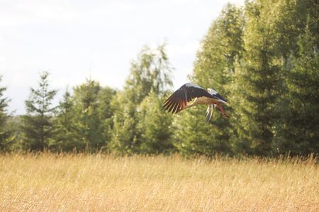 White stork. Ciconia ciconia bird flying outdoors in countrysideの写真素材